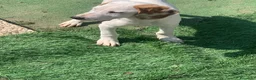 Meticcio cani in regalo: Pluto  - Annuncio 4
