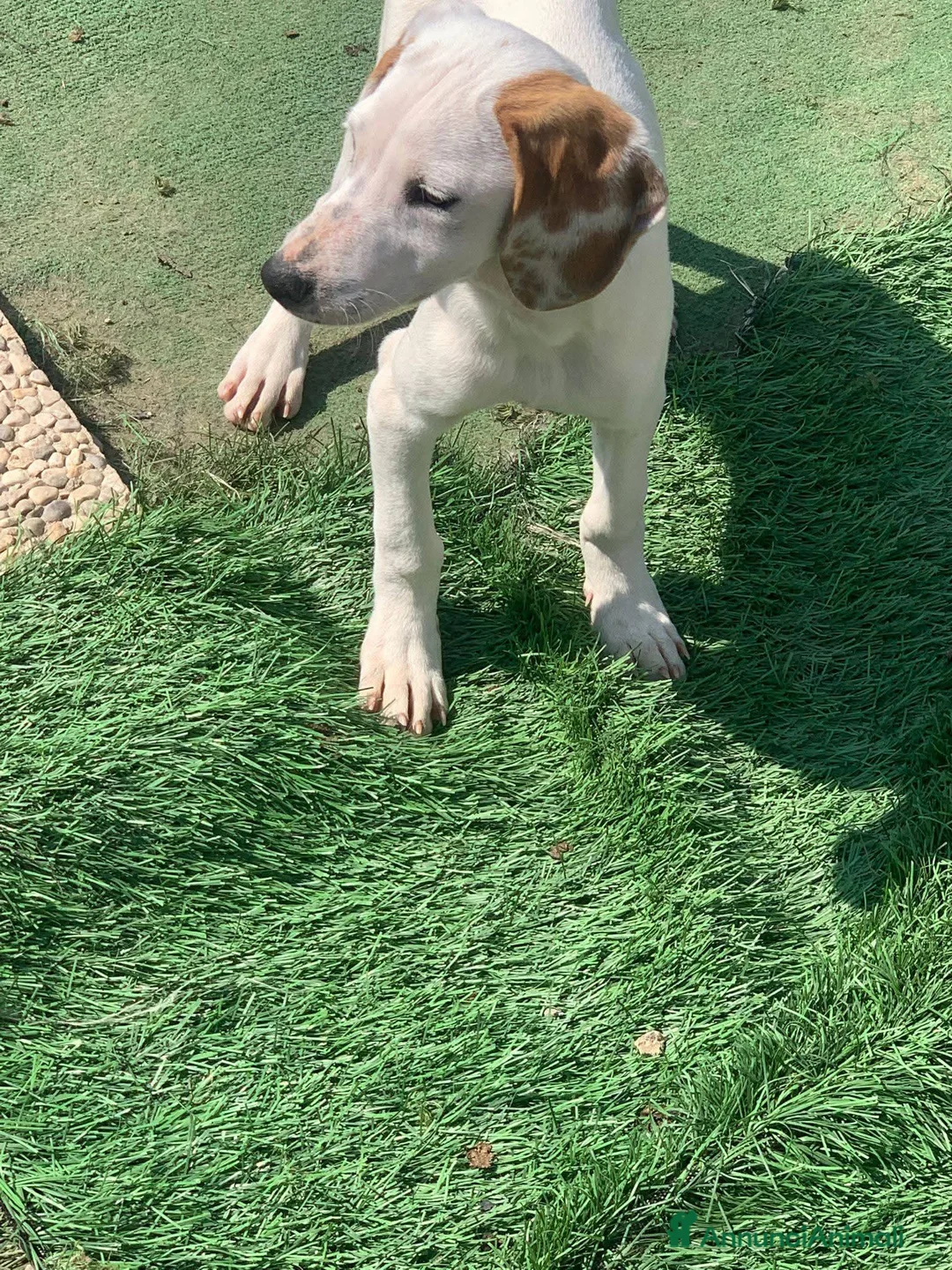 Meticcio cani in regalo: Pluto  - Annuncio 4