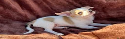 Chihuahua cani in vendita: Cuccioli chihuahua  - Annuncio 4