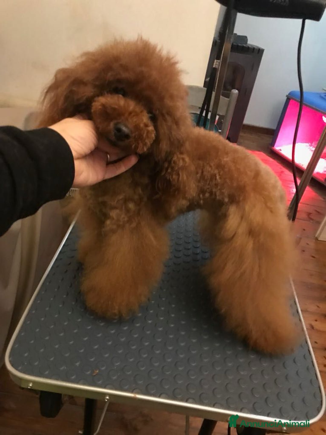 Barboncino cani in vendita: Barboncini piccoli nani color rosso scuro a Provincia di Savona - Immagine 8