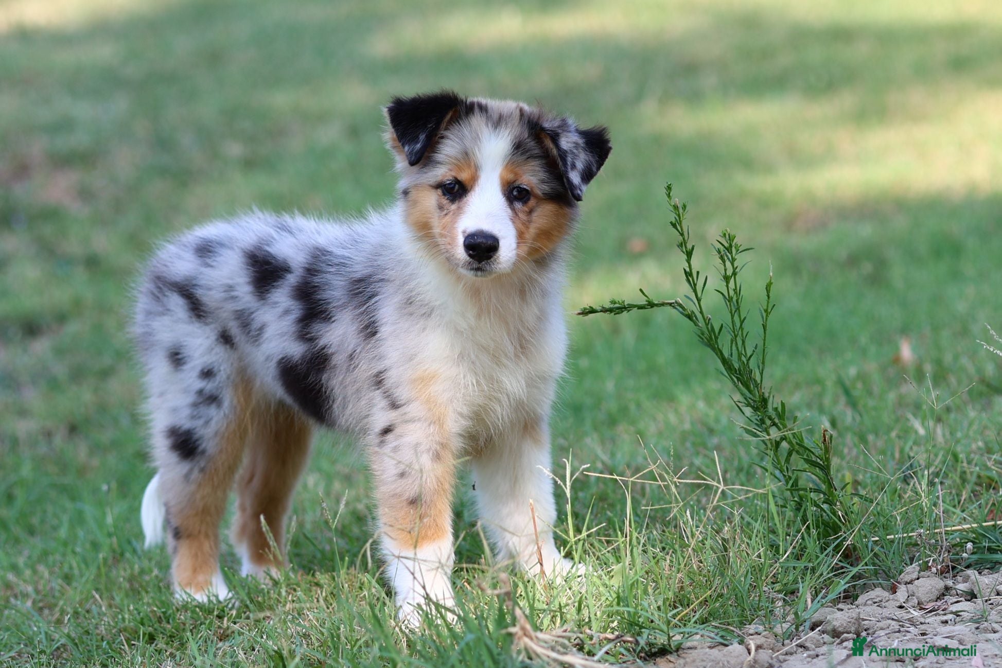 Australian Shepherd cani Cucciole di Pastore australiano  - Annuncio 2
