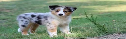 Australian Shepherd cani in vendita: Cucciole di Pastore australiano  - Annuncio 1
