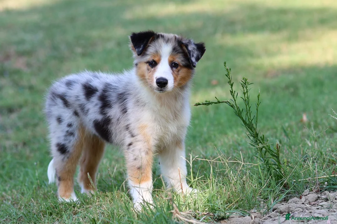 Australian Shepherd cani in vendita: Cucciole di Pastore australiano  - Annuncio 1