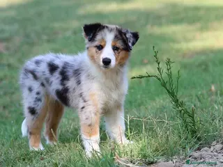 Australian Shepherd cani Cucciole di Pastore australiano - Annuncio 2