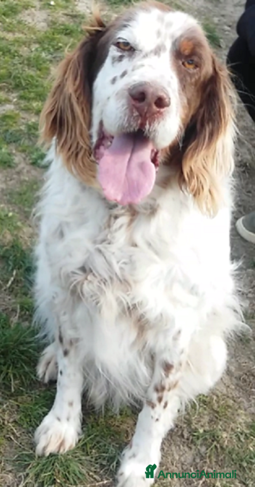 Setter Inglese cani in regalo: ALAN 10anni gioioso ed ottimista! - Annuncio 3