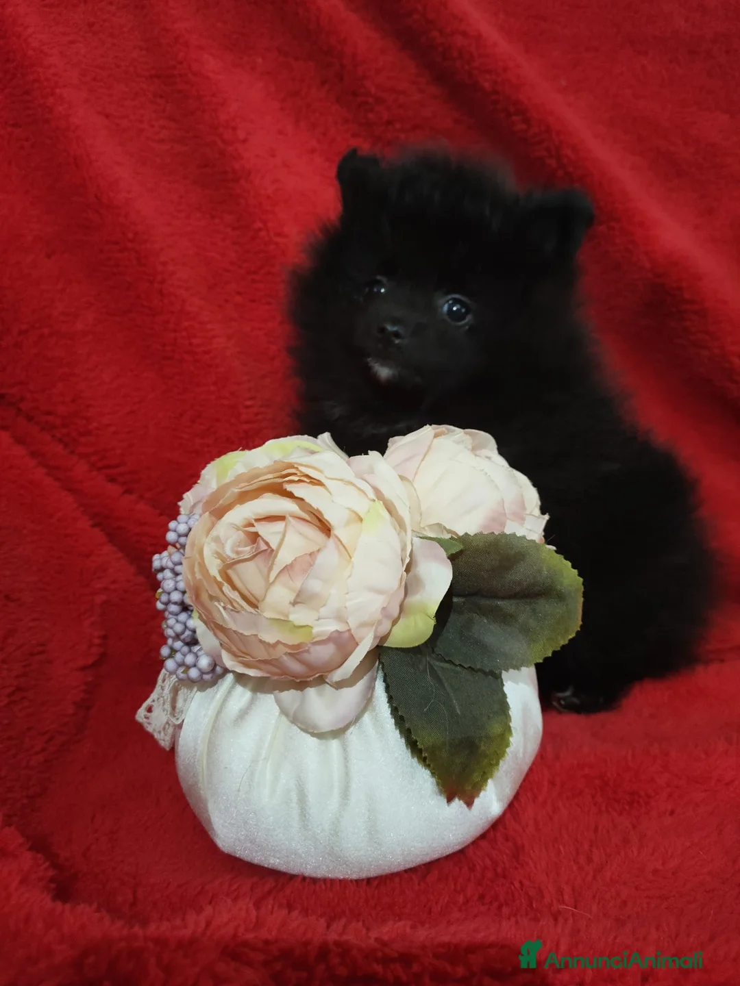 Volpino Pomerania cani in vendita: Splitz di Pomerania  - Annuncio 7