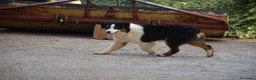Australian Shepherd cani in vendita: Australian Shepherd pedigree ENCI - Annuncio 20