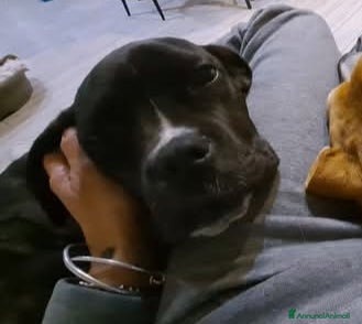 Meticcio cani Kira cerca casa  - Annuncio 1