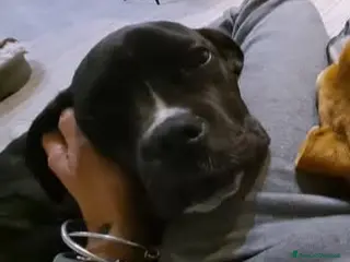 Meticcio cani Kira cerca casa - Annuncio 11