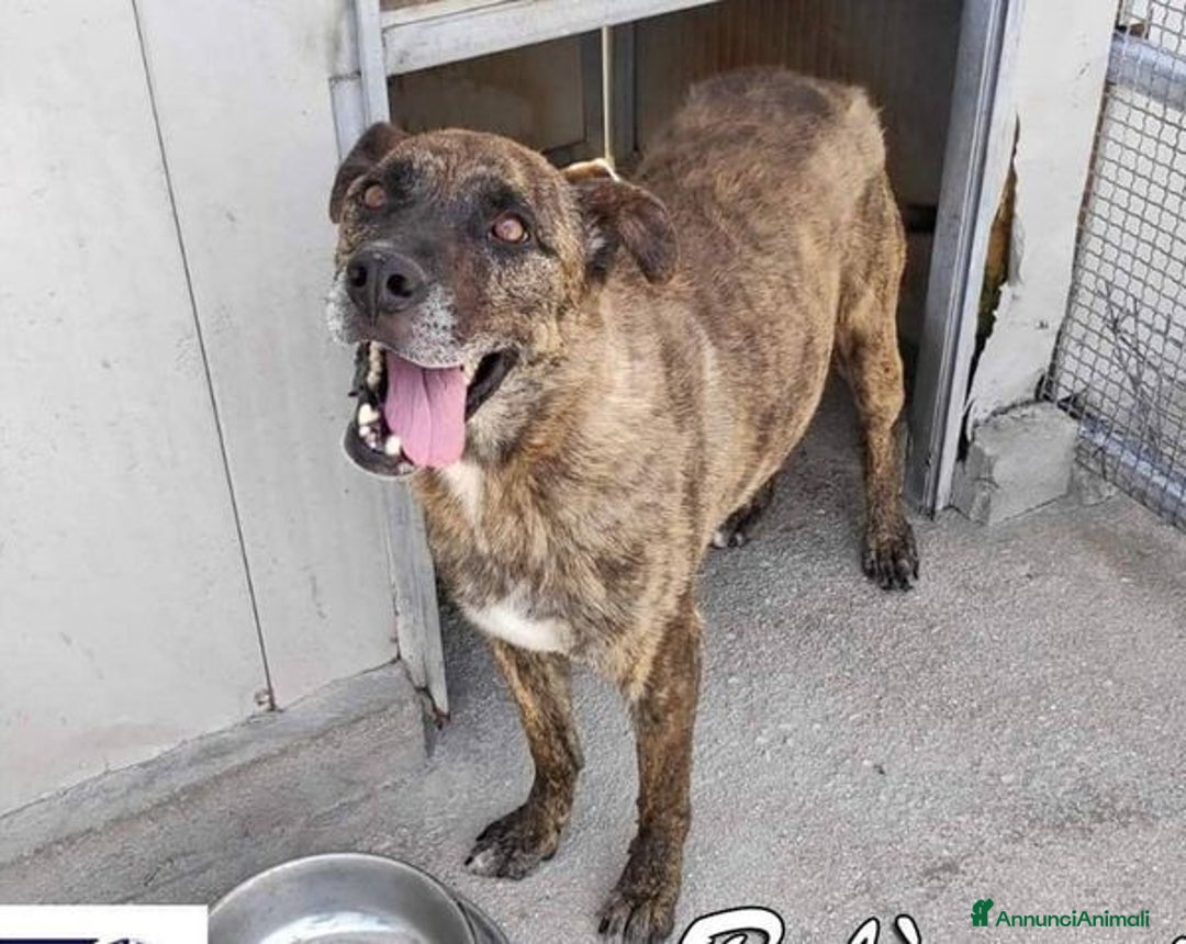 Meticcio cani in regalo: BALU' buono con tutti nonostante tutto - Annuncio 2