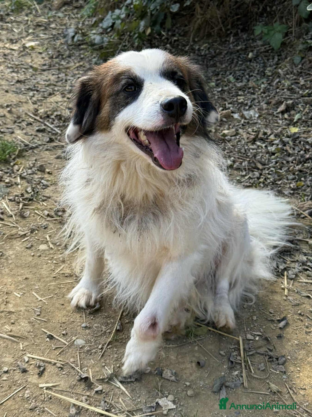 Meticcio cani in regalo: FLOCKY, in canile è TRISTISSIMO! - Annuncio 7