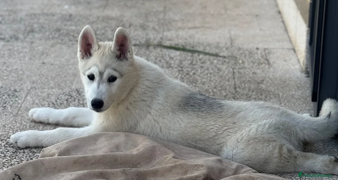 Husky cani in vendita: Siberian Husky - Annuncio 6