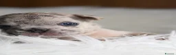 Bulldog Francese cani in vendita: Cuccioli di bulldog francese - Annuncio 1
