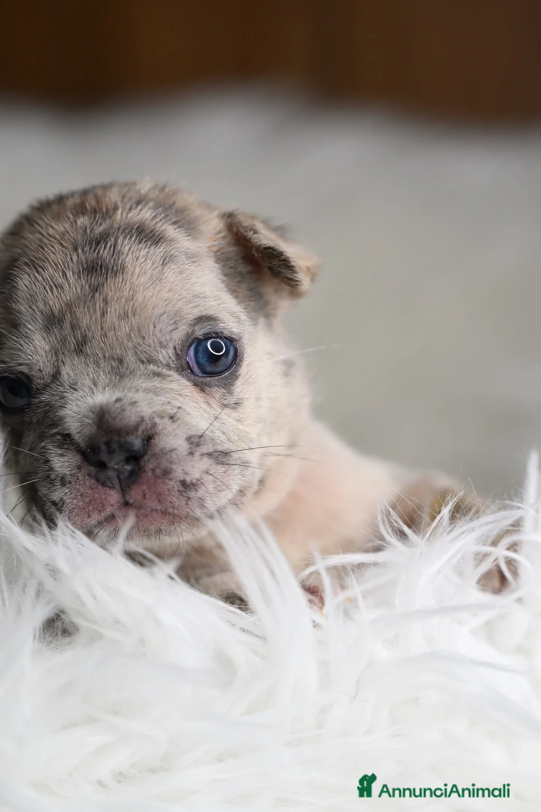 Bulldog Francese cani in vendita: Cuccioli di bulldog francese - Annuncio 1