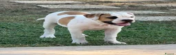 Bulldog cani in vendita: Cucciolo American bulldog  - Annuncio 10