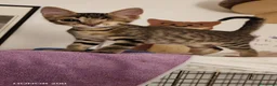 Meticcio gatti in regalo: Bellissimo, 3 mesi e mezzo  - Annuncio 3