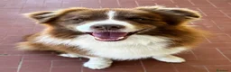 Border Collie cani in vendita: Border collie maschio - Annuncio 10
