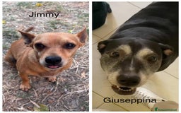 Meticcio cani in regalo: Cerchiamo famiglia affettuosa - Immagine 1