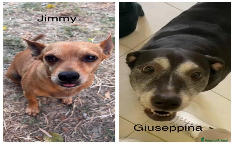 Meticcio cani - Annuncio 8