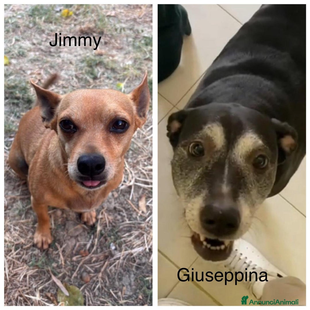 Meticcio cani in regalo: Cerchiamo famiglia affettuosa - Immagine 1