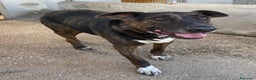 Meticcio cani in regalo: Bully derivato bull terrier in adozione Latina - Annuncio 4