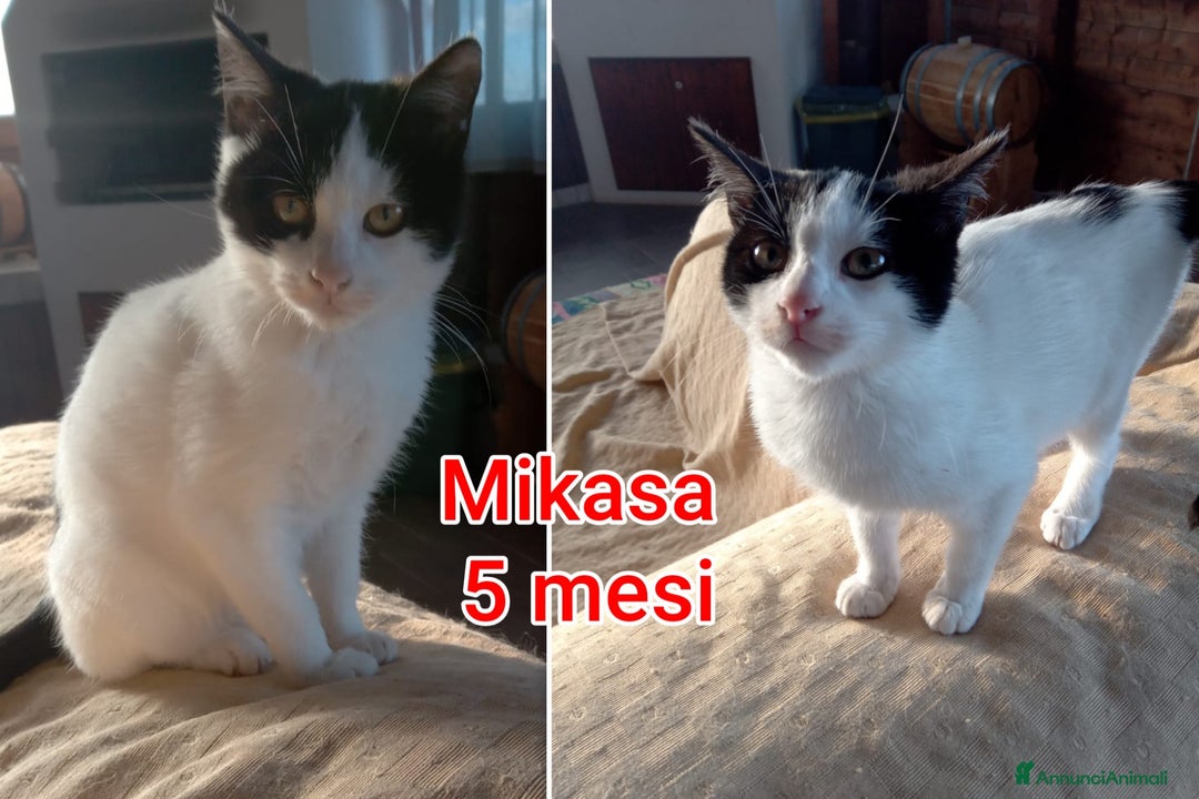 Europeo gatti in regalo: ADOZIONI URGENTI PER QUESTI GATTINI  - Annuncio 4