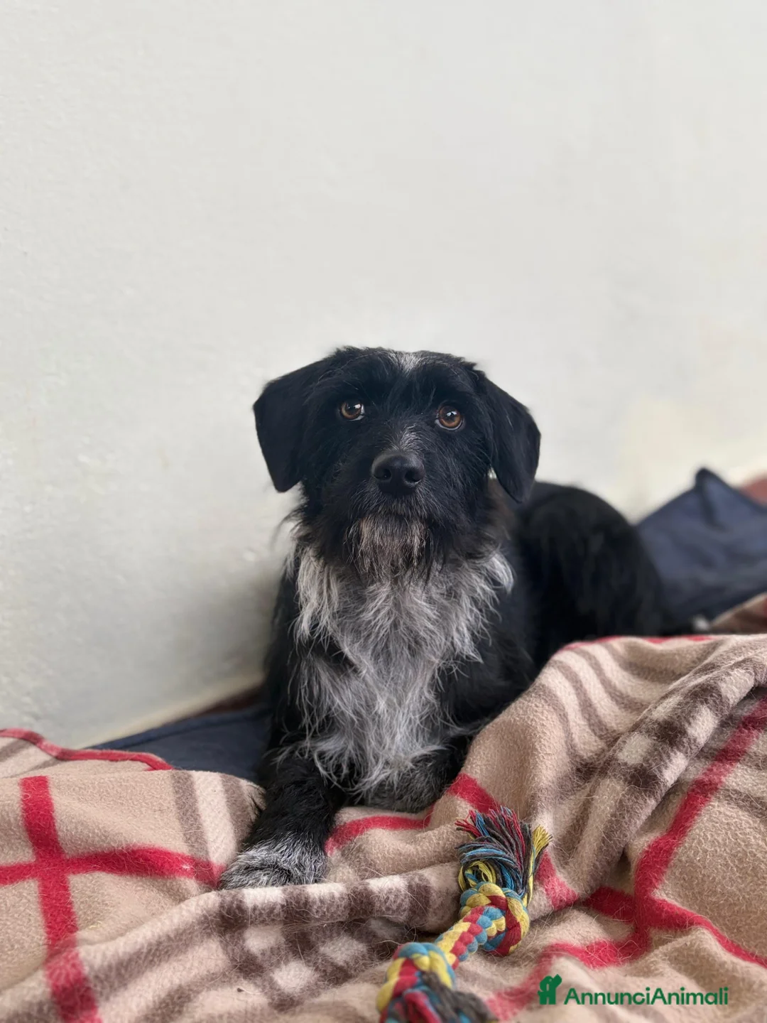 Meticcio cani in regalo: Nerina - Annuncio 2