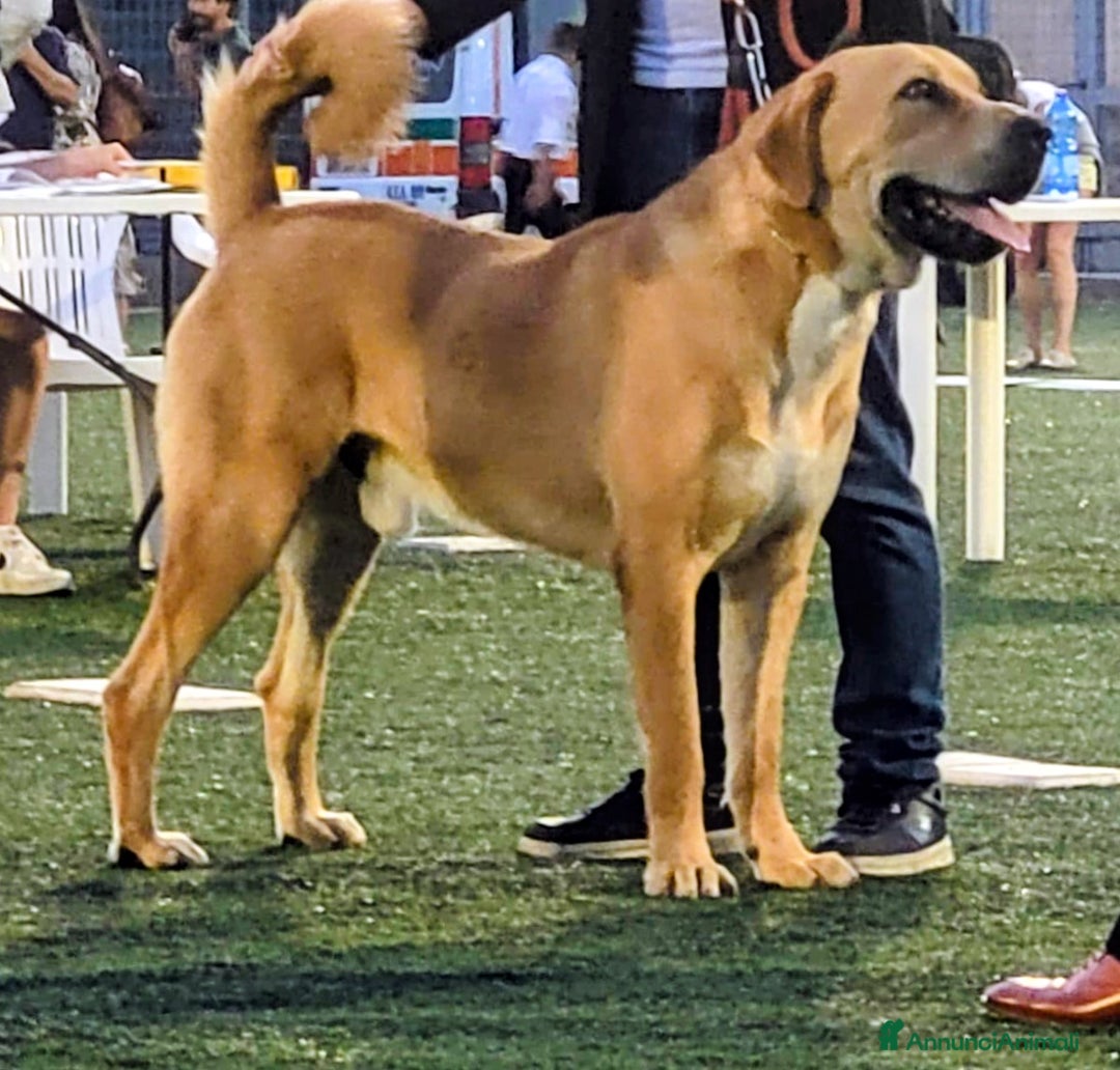 Pastore Asia Centrale cani in vendita: Cuccioli di pastore dell'Asia centrale Alabai - Annuncio 5
