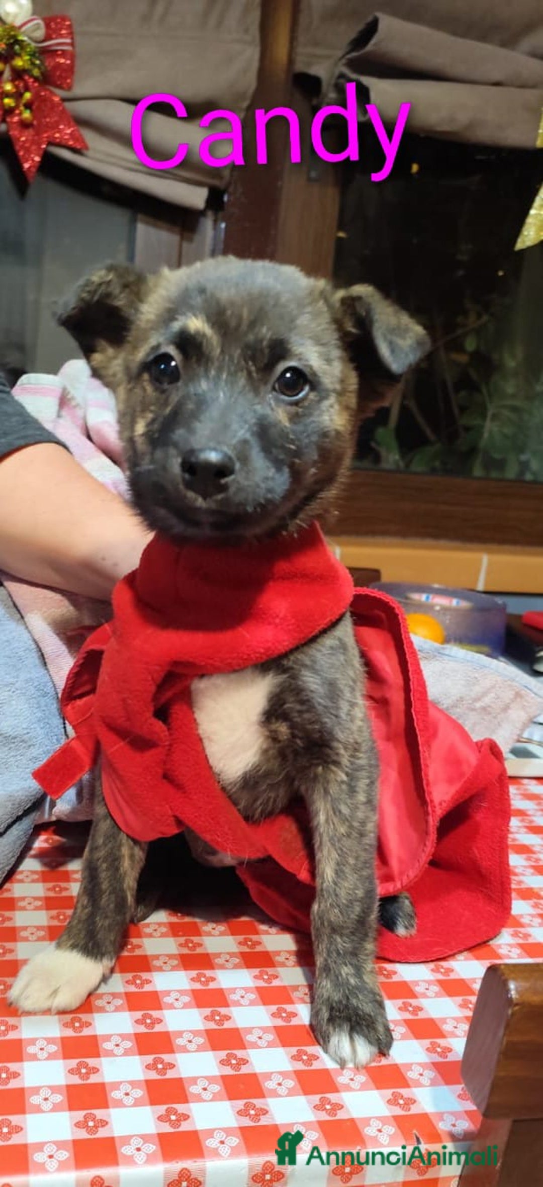 Meticcio cani in regalo: GEORGI CANDY LAMÙ spettacolari cucciole di 3 mesi  - Annuncio 5