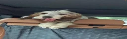 Meticcio cani in regalo: Oscar a Città Metropolitana di Genova - Annuncio 2