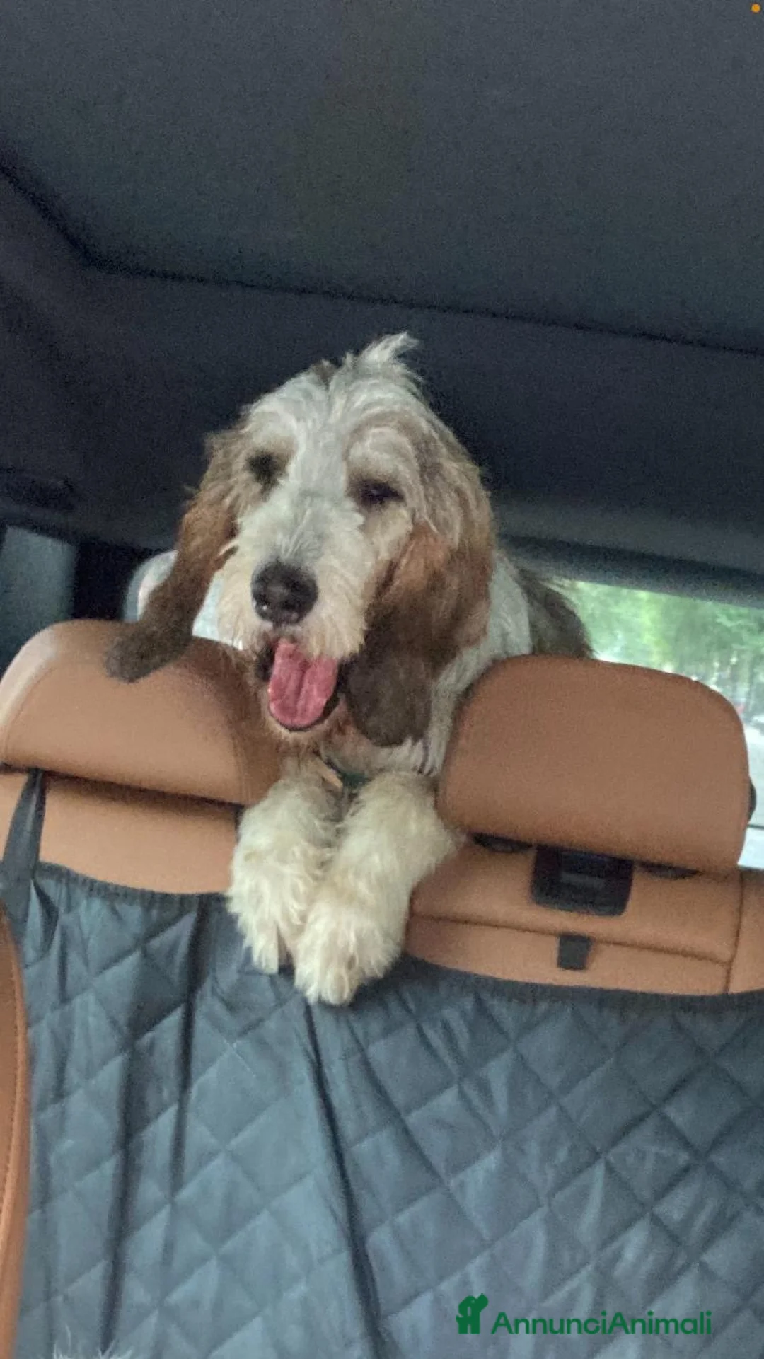 Meticcio cani in regalo: Oscar a Città Metropolitana di Genova - Annuncio 2