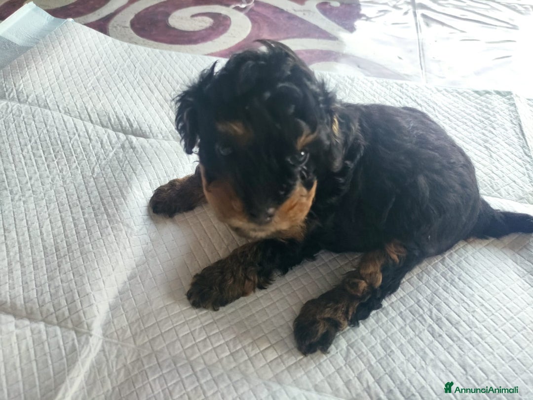 Barboncino Toy cani in vendita: Barboncino Toy Phantom  - Annuncio 8