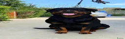 Rottweiler cani in vendita: Rottweiler - Annuncio 14