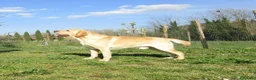 Labrador cani in vendita: Cucciola di Labrador retriever - Annuncio 4