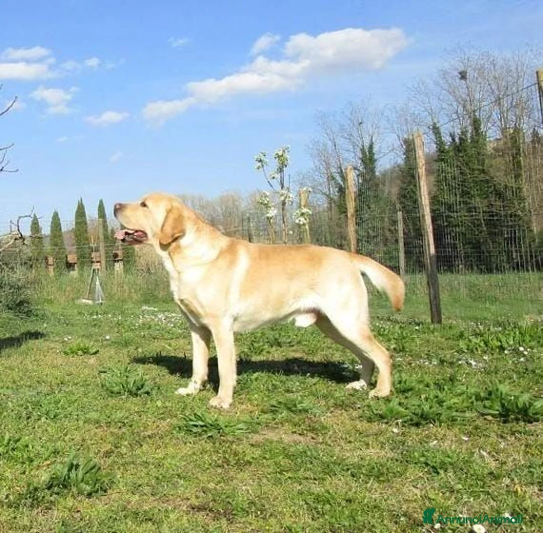 Labrador cani in vendita: Cucciola di Labrador retriever - Annuncio 4