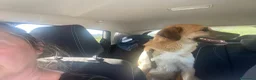Meticcio cani in regalo: Maya 1 anno, carattere eccezionale a Città Metropolitana di Bologna - Annuncio 3