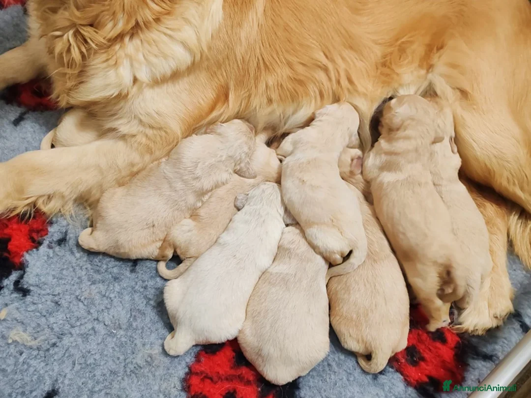 Golden Retriever cani in vendita: GOLDEN RETRIEVER CON PEDIGREE ENCI - Annuncio 4