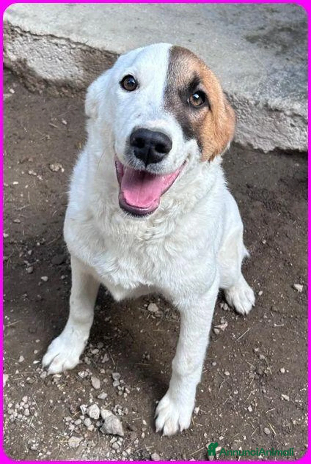 Meticcio cani in regalo: MASCHERINA giovane simpaticona - Annuncio 1