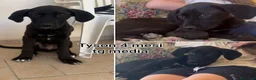 Meticcio cani in regalo: CUCCIOLI IN CERCA D'AMORE  a Provincia di Prato - Annuncio 6