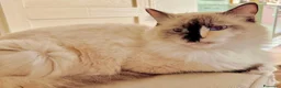 Ragdoll gatti in vendita: cucciolo ragdoll disponibili genitori con pedigree - Annuncio 4
