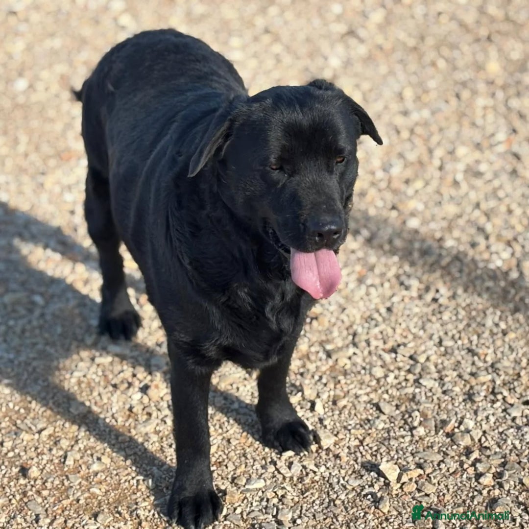 Labrador cani in regalo: DORIAN labrador 3 anni e mezzo cerca casa  - Annuncio 2