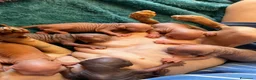 Sphynx gatti in vendita: Sphynx cuccioli a Città metropolitana di Roma Capitale - Annuncio 7