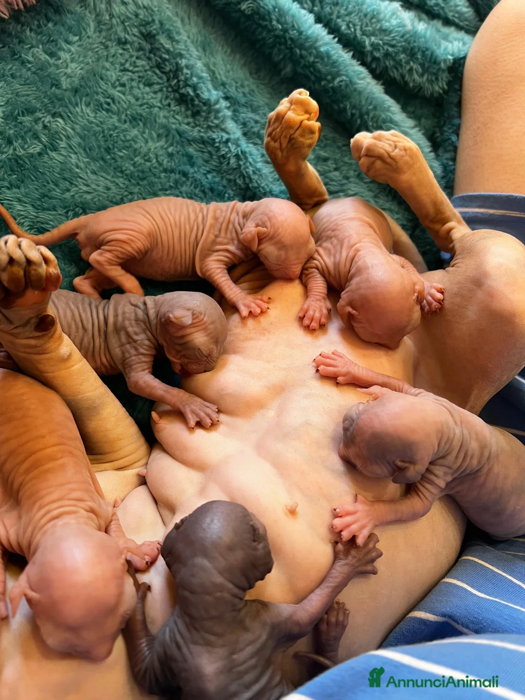 Sphynx gatti in vendita: Sphynx cuccioli a Città metropolitana di Roma Capitale - Annuncio 7