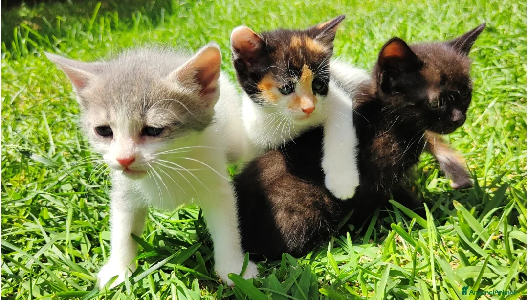 Altre razze gatti in regalo: Gattini dolcissimi in regalo 🐾 a Città metropolitana di Catania - Annuncio 1