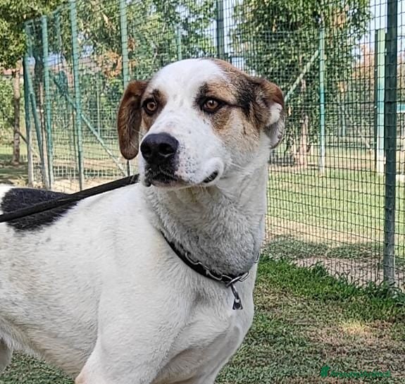 Meticcio cani in regalo: Ciccio cerca casa  - Annuncio 3