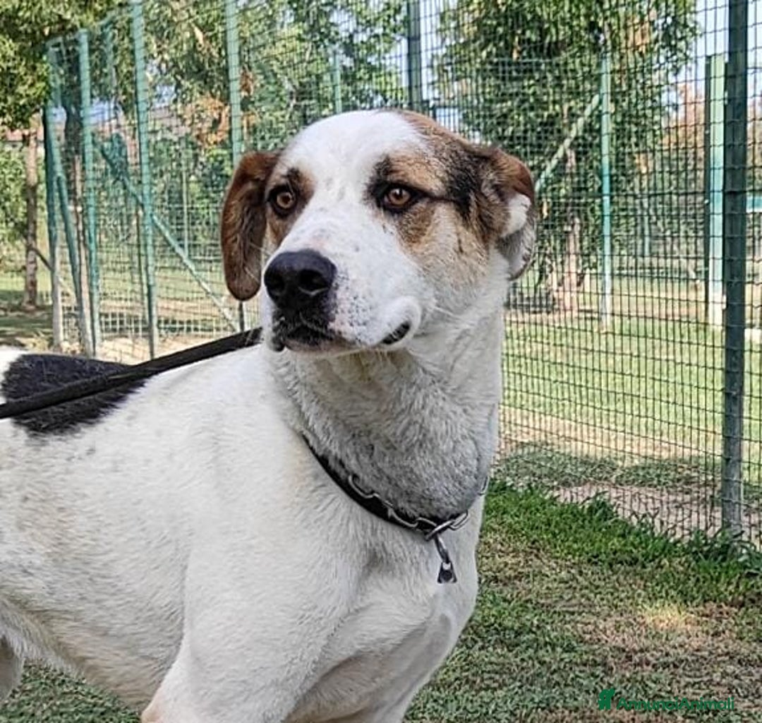 Meticcio cani in regalo: Ciccio cerca casa  - Annuncio 1