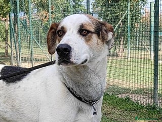 Meticcio cani in regalo: Ciccio cerca casa - Annuncio 3