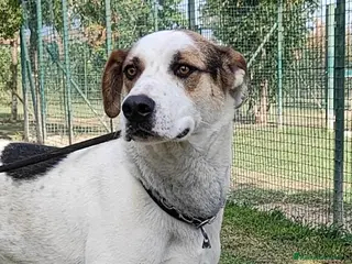 Meticcio cani in regalo: Ciccio cerca casa - Annuncio 4