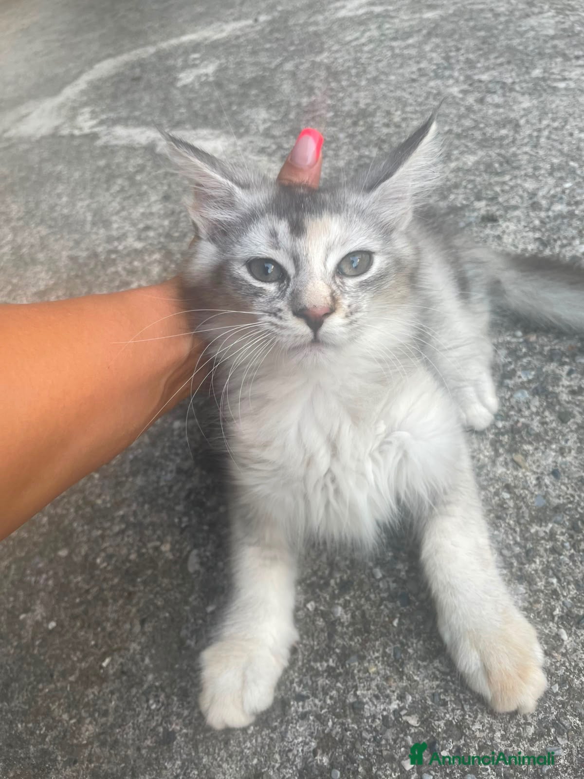 Maine Coon gatti Cucciola Maine coon shaded pedigree tre rate - Annuncio 1