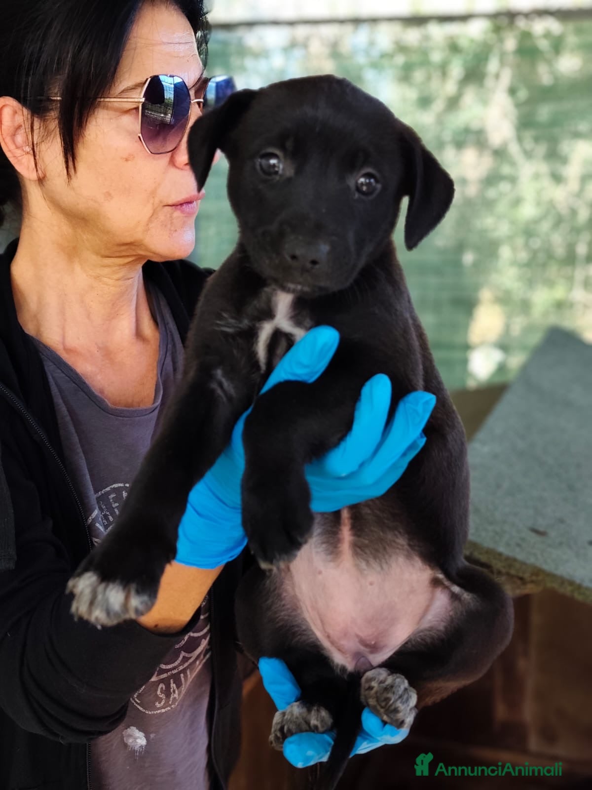 Meticcio cani Cremina dolcissima cucciola cerca casa - Annuncio 31